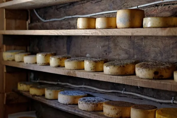 Meules de fromage en affinage